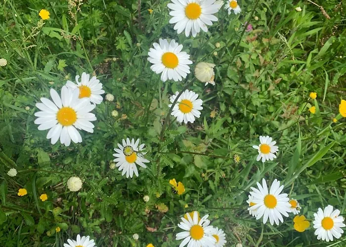 Maisonnette D Hotes Cascade Au Coeur Du Perche 4*